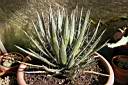 AGAVE FILIFERA.jpg